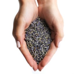 Lavender Flowers (1KG) – image 4